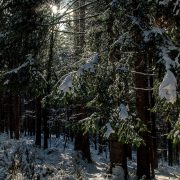 Gegenlichaufnahme vom winterlichen Wald