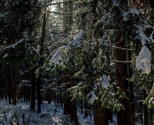 Gegenlichaufnahme vom winterlichen Wald