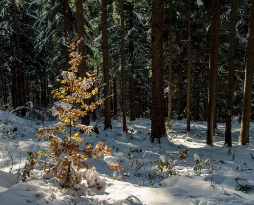 Herbstfarben und Schnee im Thüringer Wald