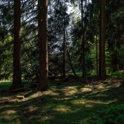 der Thueringer Wald in der Nähe Bhf. Rennsteig