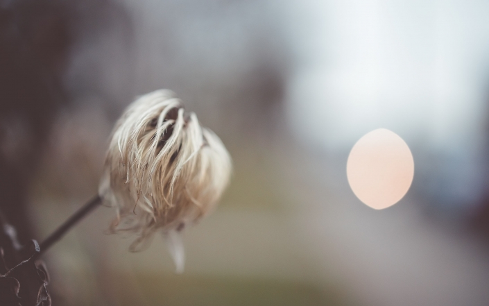 am Wegesrand, fotografiert mit der Canon EOS R & dem RF 35mm 1.8 Makro