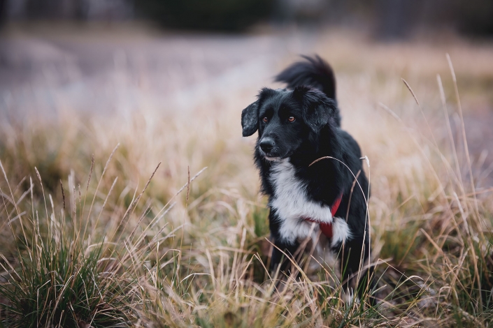 Outdoor Hundeportrait fotografiert im Erfurter Stadtpark Canon EOS R Sigma 105mm