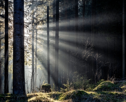 Lichtspiel im Thüringer Wald, unweit vom Freibachtal bei Stützerbach
