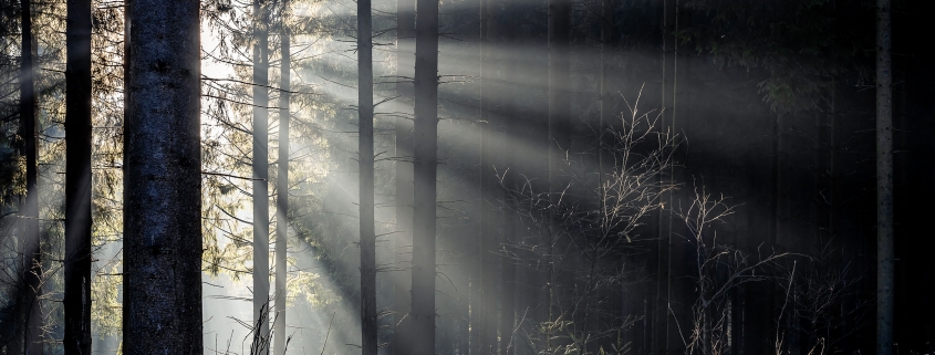 Lichtspiel im Thüringer Wald, unweit vom Freibachtal bei Stützerbach