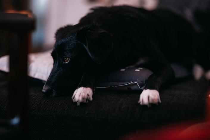 der Hund schaut fern selbst auf der heimischen Couch lassen sich bei gemütlicher Beleuchtung noch tolle Tierportraits fotografieren. Canon EOS R6 & Canon RF85mm Blende 1.2 bei ISO 6400