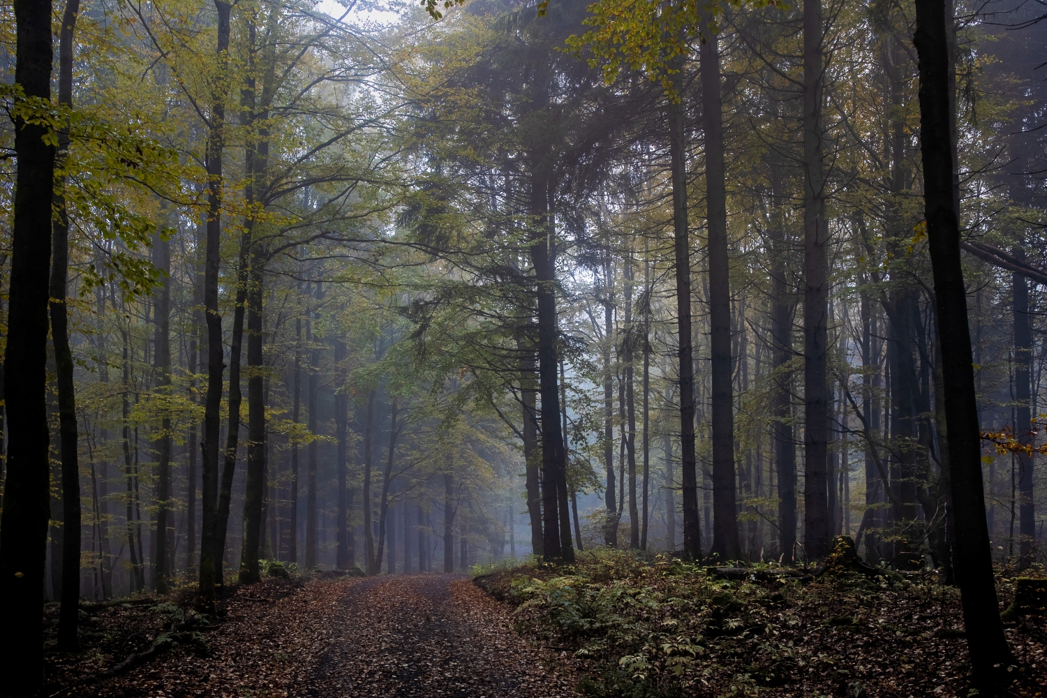 leichter Nebel im herbstlichen Thüringer Wald in der Nähe des Adlersberg bei Vesser Canon EOSR6 & EF 35mm f/1.4l ii usm