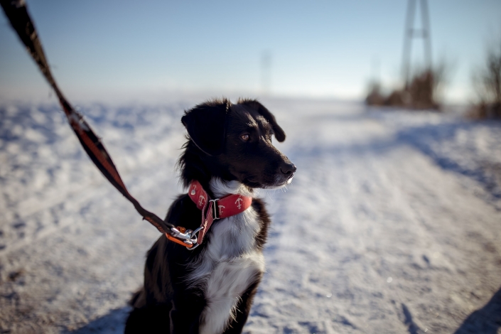 Outdoor Hundeportrait im Schnee schwarzer Hund im Schnee, toller Kontrast im 35mm Look bei Blende 1.4 Canon EOSR6 & EF 35mm f/1.4l ii usm
