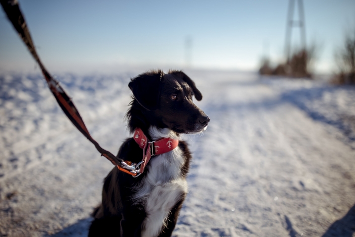 schwarzer Hund im Schnee, toller Kontrast im 35mm Look bei Blende 1.4 Canon EOSR6 & EF 35mm f/1.4l ii usm