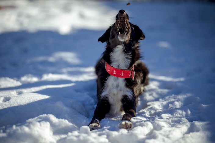 Hund macht Platz im Schnee und fängt ein Leckerlie Canon EOSR6 & RF 85mm f/1.2L USM
