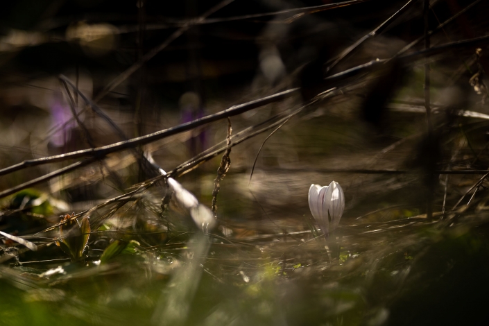 Frühlingserwachen - der Krokus wächst zwischen den Pflanzenresten vom Vorjahr Canon EOSR6 & RF 85mm f/1.2L USM