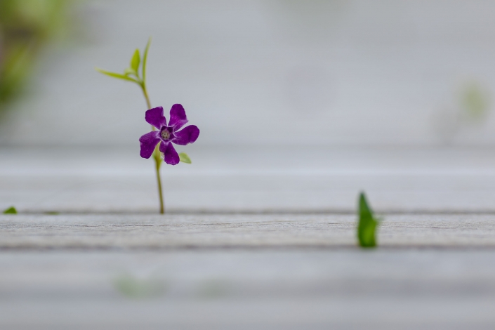 Frühling mal anders Blume wächst durch eine Bank fotografiert im April 2021 mit der EOS R6 & dem EF 135mm f2.0