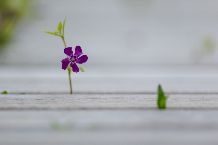 Blume wächst durch eine Bank fotografiert im April 2021 mit der EOS R6 & dem EF 135mm f2.0