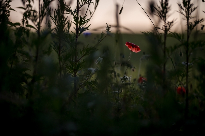 Mohn am Wegesrand im Abendrot fotografiert ca 30 Minuten nach Sonnenuntergang mit der Canon EOS R6 & RF 85mm f/1.2L USM