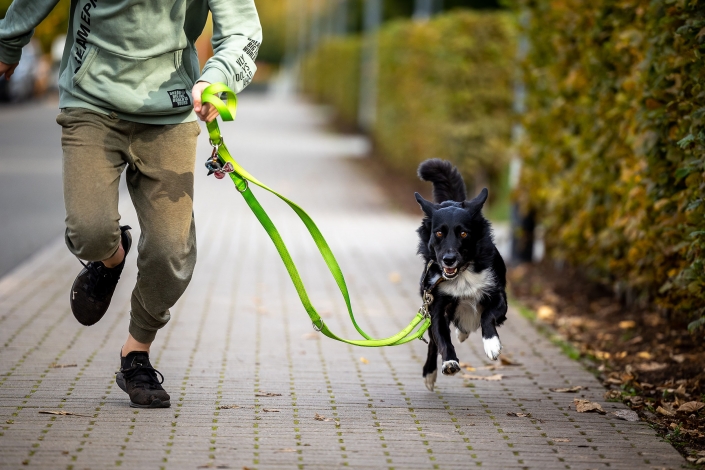 fliegender Hund rennender Hund, frontal in Bewegung fotografiert und alle 4 Pfoten in der Luft Canon EOS R6 & RF 70-200mm f2.8 L USM