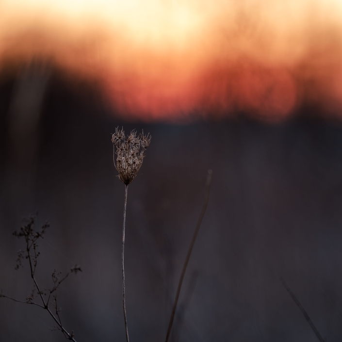 vertrocknete Pflanze im Morgenrot der aufgehenden Sonne fotografiert in Erfurt Canon EOS R6 & RF 70-200mm