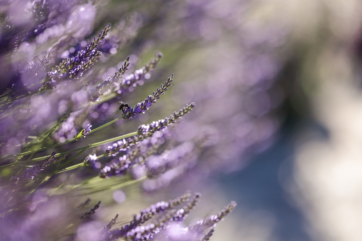 Morgenstund im englischem Lavendel Canon EOS R6 & Canon RF 85mm bei Blende f1.2