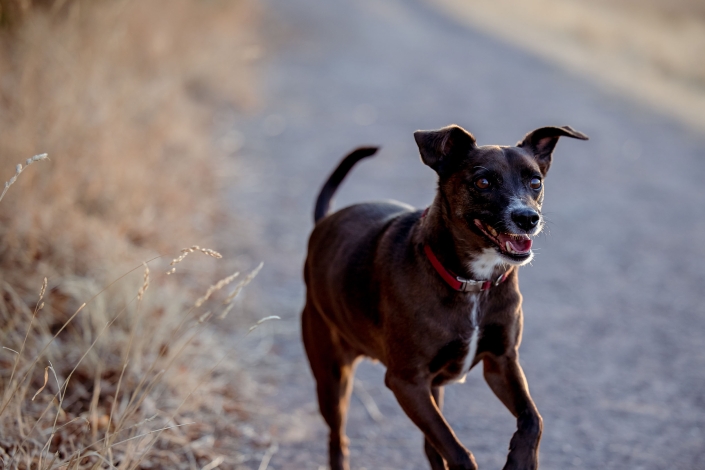 Deutscher Pinscher Mischling fotografiert im Laufen Portrait Deutscher Pinscher Mischling fotografiert in der Bewegung mit der Canon EOS R6 & dem RF 70-200mm f2.8