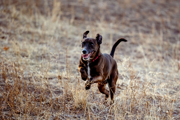 Deutscher Pinscher Mischling im schnellen Spurt bei Erfurt Deutscher Pinscher Mischling im schnellen Spurt fotografiert in Erfurt mit der Canon EOS R6 & dem RF 70-200mm f2.8