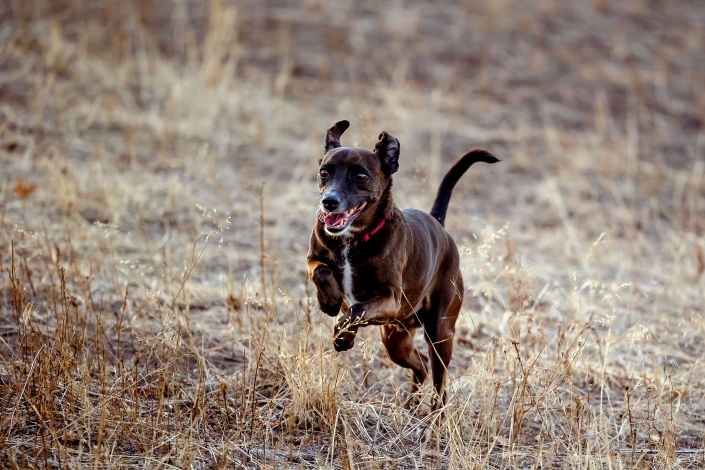 Deutscher Pinscher Mischling im schnellen Spurt fotografiert in Erfurt mit der Canon EOS R6 & dem RF 70-200mm f2.8