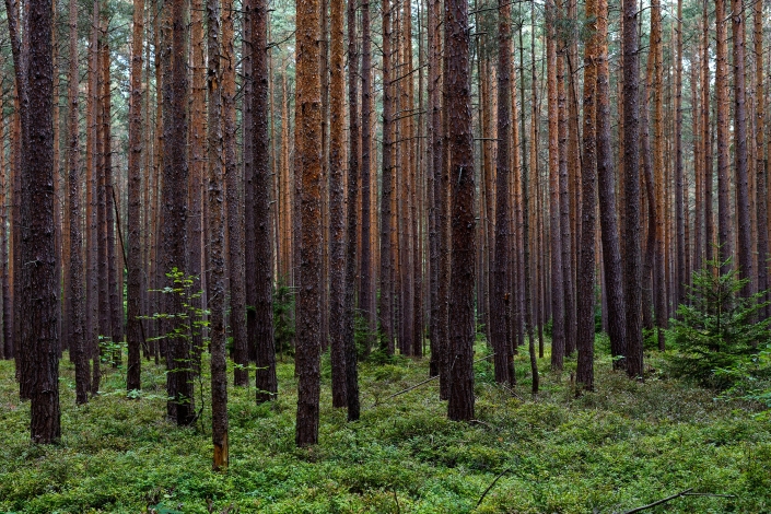 Thüringer Wald bei Geschwenda im Thüringer Wald oberhalb von Geschwenda fotografiert mit der Canon EOS R6 und dem Sigma Art 50mm