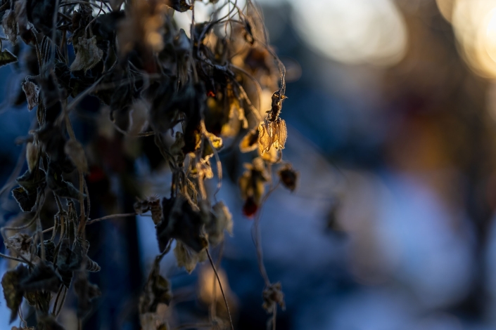 die Reste einer Schwarzäugigen Susanne im im warmen Licht der untergehenden Sonne im Dezember 2022 fotografiert mit der Canon EOS R6m2 & dem Sigma Art 50mm f1.4