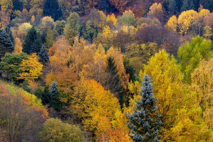 ein bunter Herbstwald aufgenommen im Thüringer Wald mit der Canon EOS R6 MK II & dem RF 70-200mm f2.8