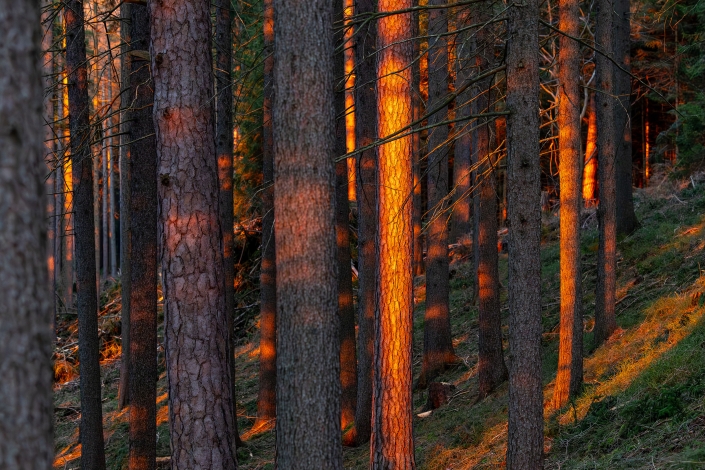 Lichtspiel der aufgehenden Sonne im Thüringer Wald fotografiert im Geratal mit der Canon EOS R6m2 & dem RF70-200mm f2.8