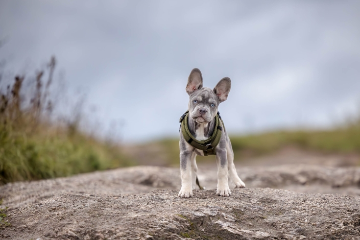 Französische Bulldogge im felsigen Gelände mit dunklem Himmel fotografiert in Thüringen mit der Canon EOS R6m2 und dem RF 70-200mm f2.8