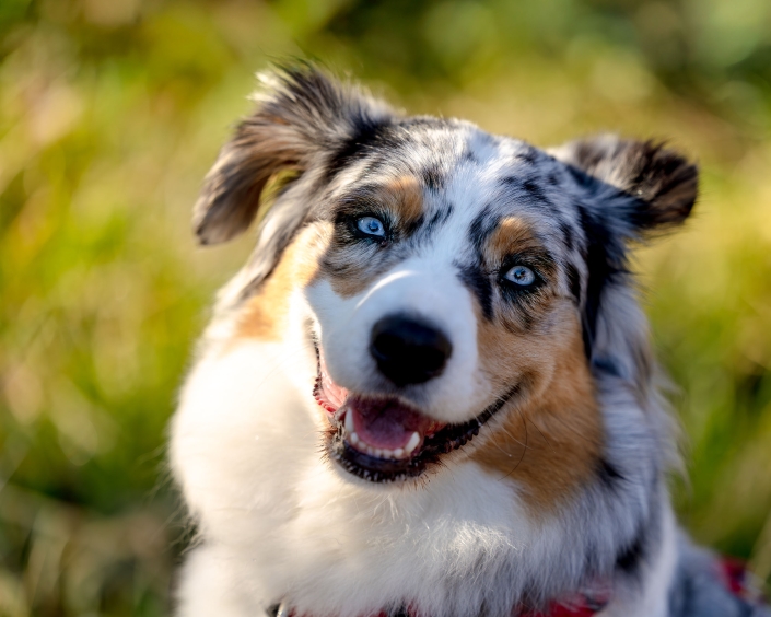 Mit Augen blau wie der Sommerhimmel über Thüringen blickt dieser Australian Shepherd fröhlich in die Kamera. Fotografiert auf einer sonnige Wiese nahe Erfurt mit der Canon EOS R5m2 & dem RF 70-200mm f2.8