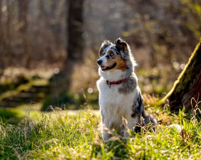 ein wunderschöner Blue Merle Australian Shepherd sitzt auf einer sonnigen Lichtung im Thüringer Wald und blickt aufmerksam zur Seite