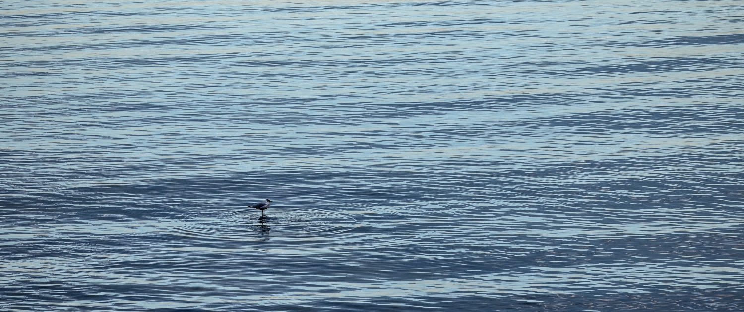 Eine einzelne Möwe im Dämmerlicht auf den sanften Wellen des Wassers. Das Wasser bricht in kleinen konzentrische Kreise um die Möwe. Fotografiert in Binz mit der Canon EOS R5M2 & dem RF135mm f1.8