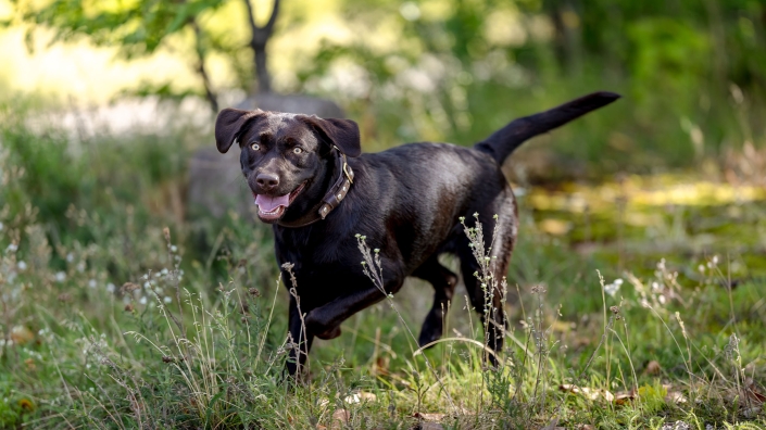 Porträt einer glücklichen Labrador Hündin ein brauner Labrador-Retriever bernsteinfarbenen Augen rennt auf einer Wiese seitlich zur Kamera fotografiert in Erfurt mit der EOS R5 & dem RF 135mm f1.8
