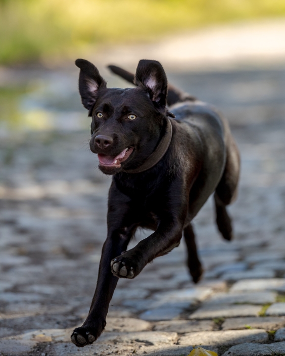 brauner Labrador in schneller Bewegung ein agiler, dunkelbrauner Labrador, der mit Begeisterung über einen Weg sprintet, seine Ohren aufmerksam nach oben gerichtet. Die Dynamik und das glückliche Wesen des Hundes sind deutlich zu erkennen - Canon EOS R5 & RF135mm f1.8