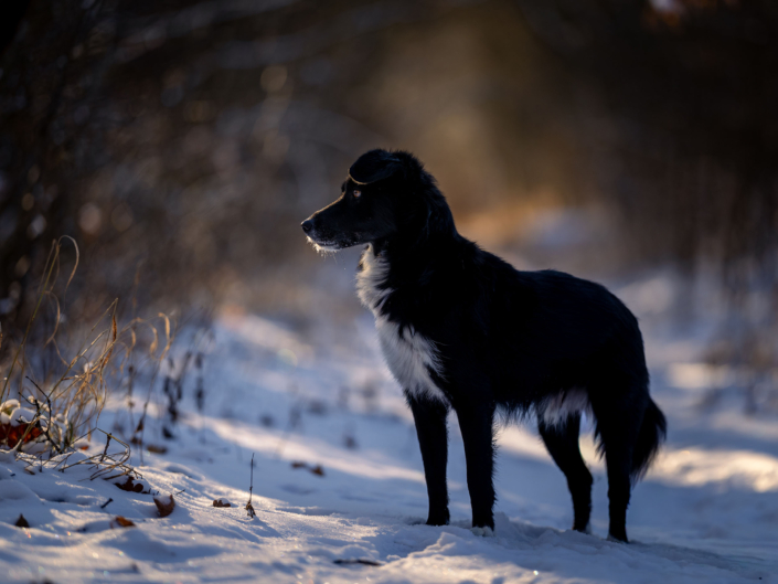 schwarzer Hund im Schnee ist immer ein Hingucker - fotografiert in Thüringen mit der Canon EOS r5M² & dem RF 135mm f1.8