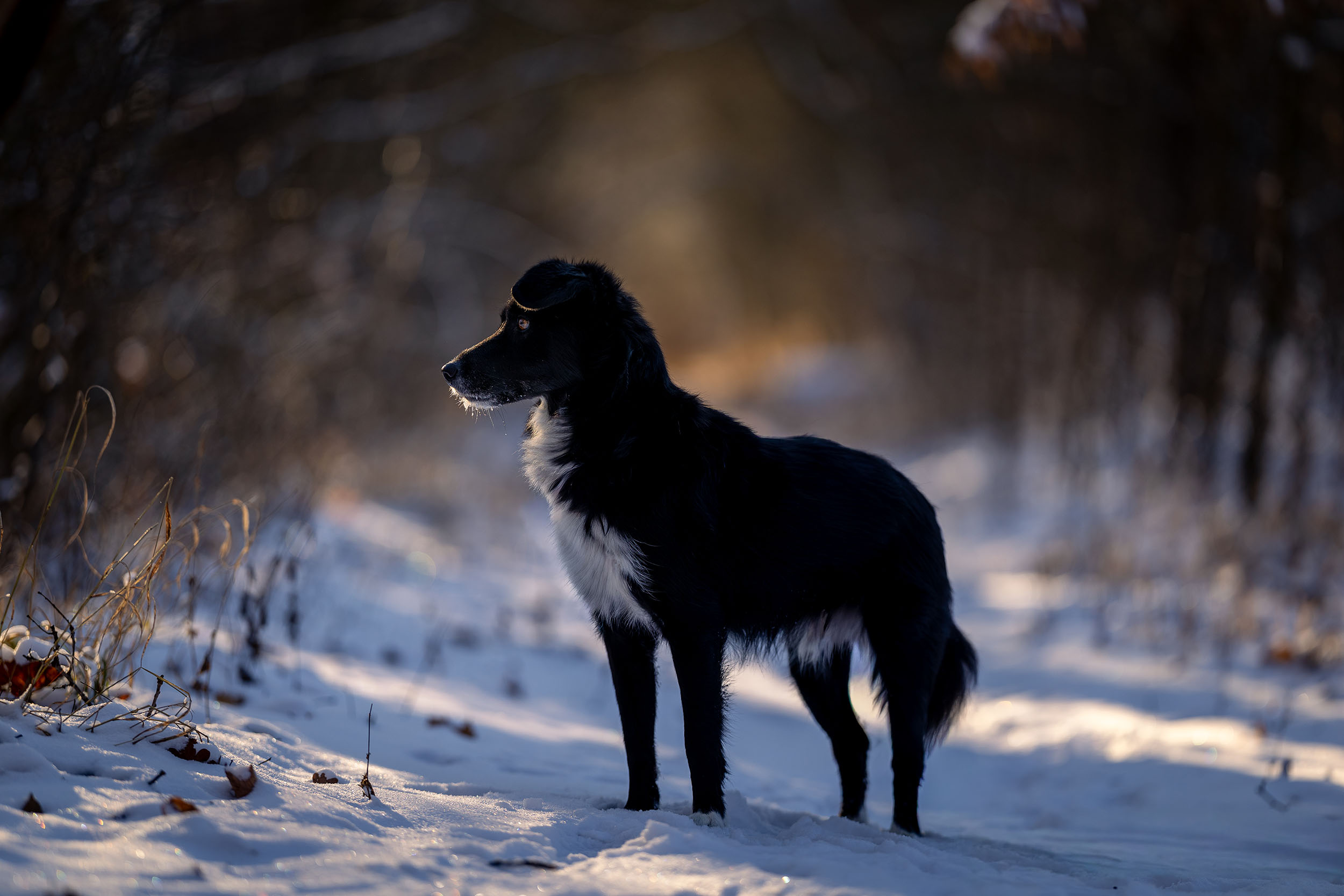 Border Collie Mischling steht im Profil auf einer schneebedeckten Waldlichtung im Gegenlicht