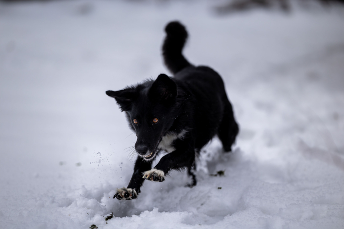 Winterspaß auf vier Pfoten – Action im Schnee eine beeindruckende Action-Aufnahme eines schwarzen Hundes, der mit hoher Geschwindigkeit direkt auf die Kamera zuläuft