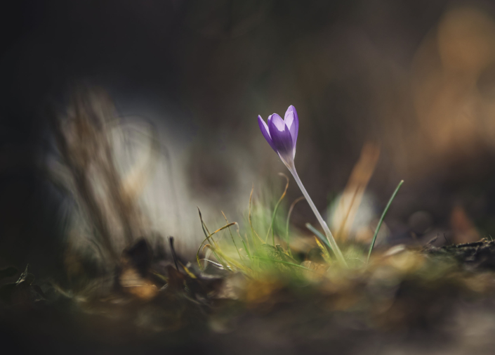 Zarter Frühlingsgruß aus Erfurt Eine einzelne lila Krokusblüte im sanften Frühlingslicht. Die Makroaufnahme betont die zarten Details der Blume vor einem weichen Hintergrund.