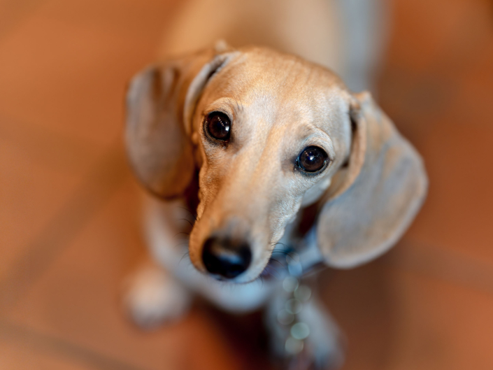 Hochwertige Tierfotografie eines cremefarbenen Zwergdackels, der von unten nach oben in die Optik schaut. Die geringe Tiefenschärfe isoliert das Gesicht des Hundes sehr gut vor einem warmen, neutralen Untergrund.
