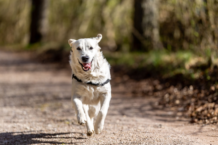 Ein weißer Golden Retriever rennt voller Lebensfreude auf einem sonnigen Waldweg direkt auf die Kamera zu.