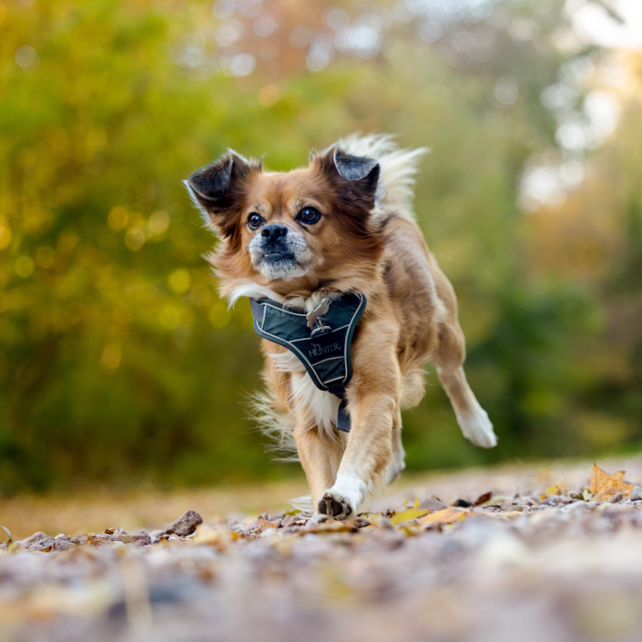 Im Flug über Herbstlaub – Dynamische Tierfotografie im Freien Nahaufnahme eines braunen Puggle im schnellen Lauf auf Augenhöhe mit tollem herbstlichen Bokeh