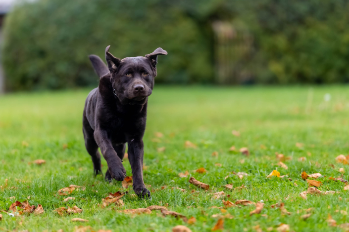 Junger Labrador im Lauf durch das Herbstlaub Dynamische Aufnahme eines jungen braunen Labradors im Lauf auf einer herbstlichen Wiese, fotografiert bei natürlichem Tageslicht in Erfurt.
